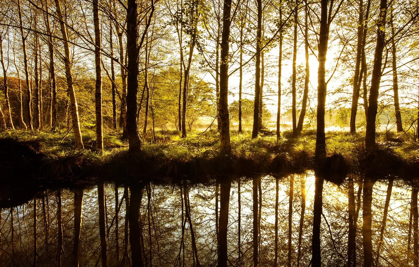 Фото обои лес, свет, деревья, отражение, весна, водоем