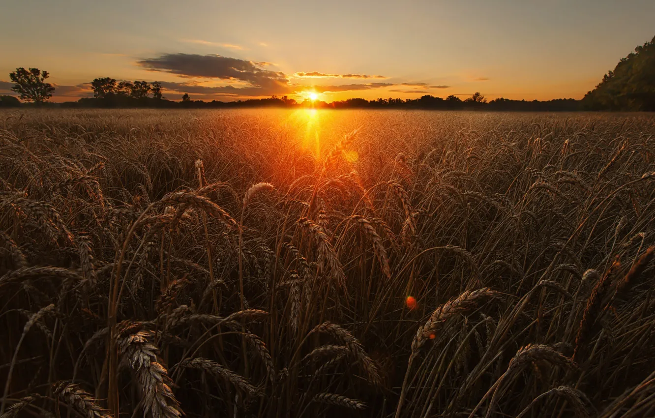 Фото обои пшеница, поле, небо, солнце, свет, природа