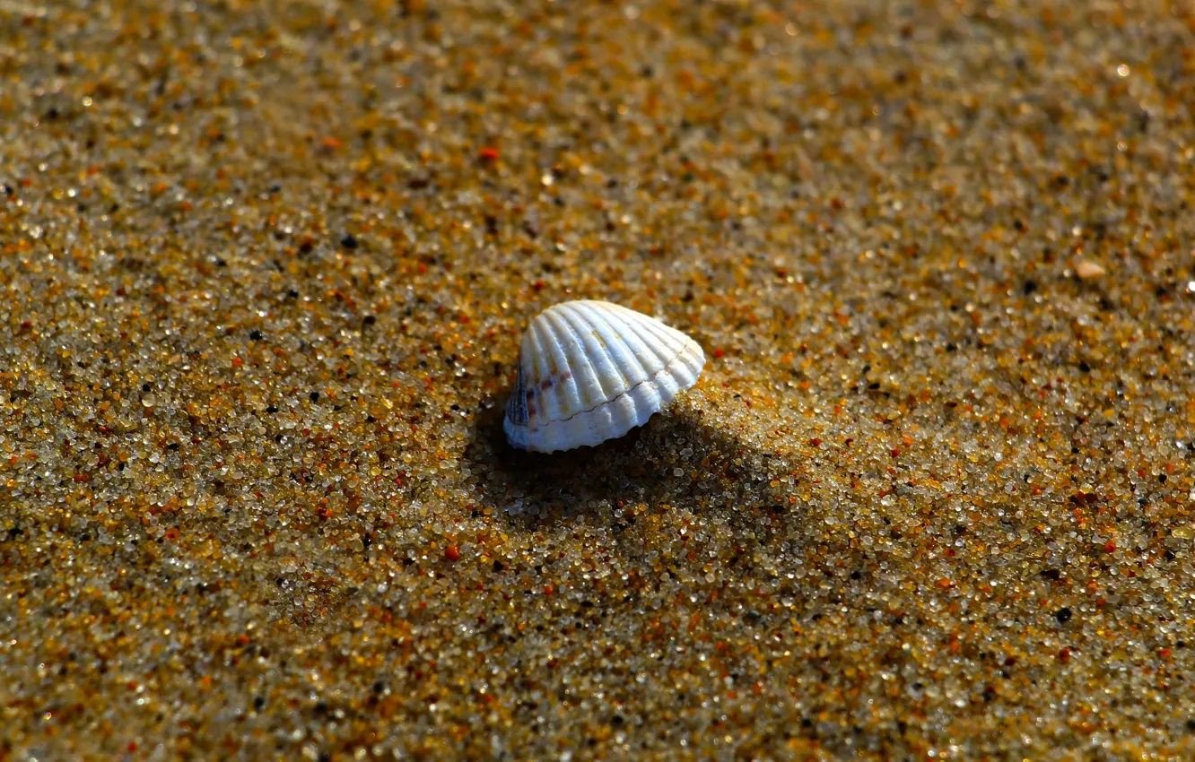 Фото обои sea, sand, shell