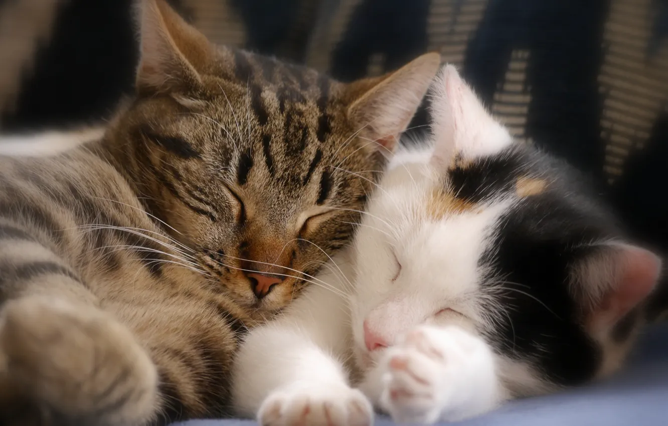 Фото обои сон, котята, парочка, спящие котята