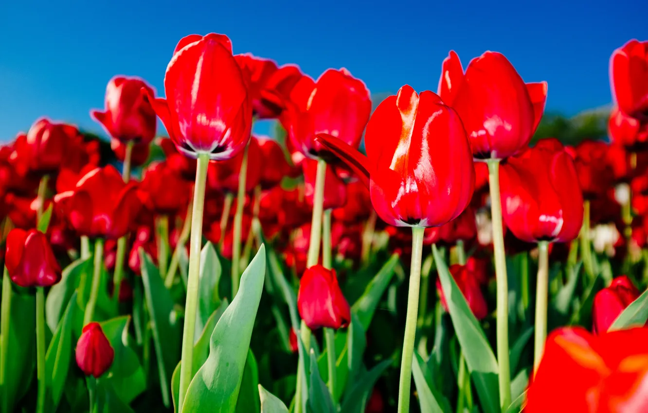 Фото обои цветы, лепестки, тюльпаны, красные