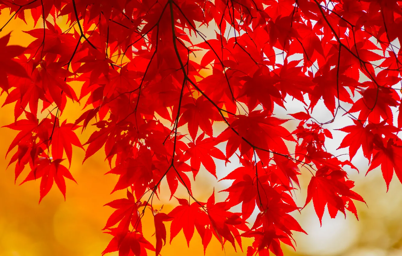 Фото обои осень, листья, ветка, багрянец