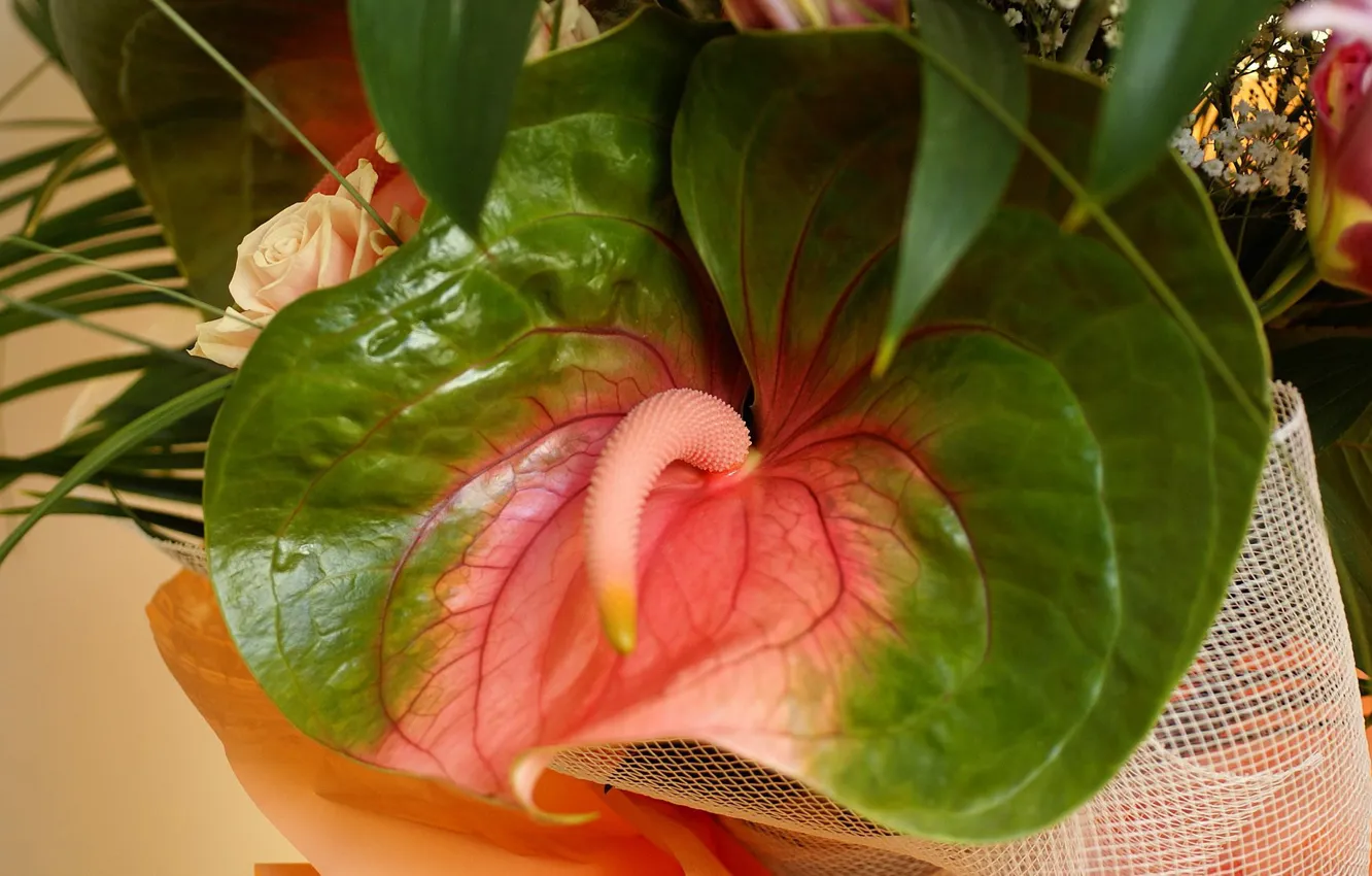 Фото обои сетка, букет, Антуриум, цветок фламинго, в букете