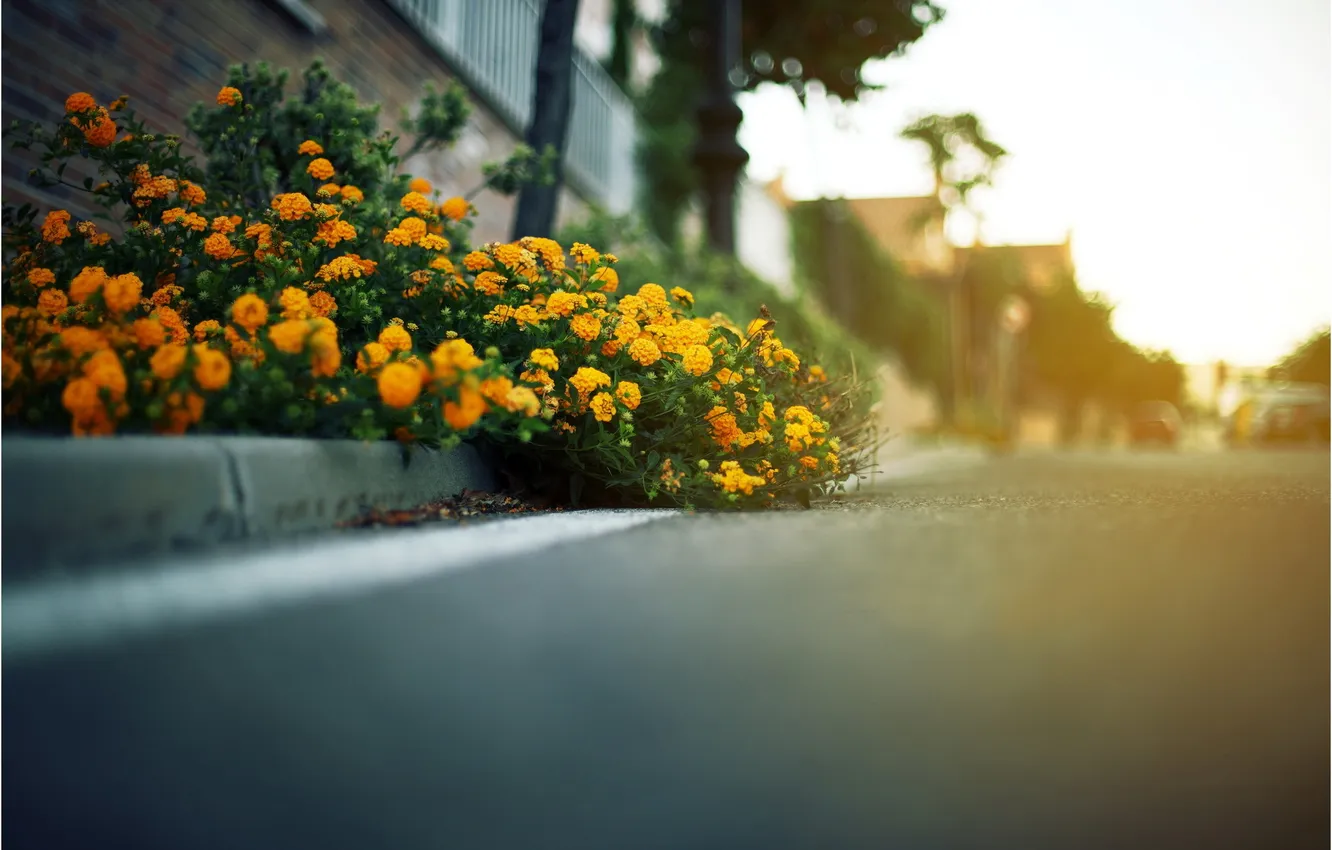 Фото обои дорога, цветы, размытость, жёлтые