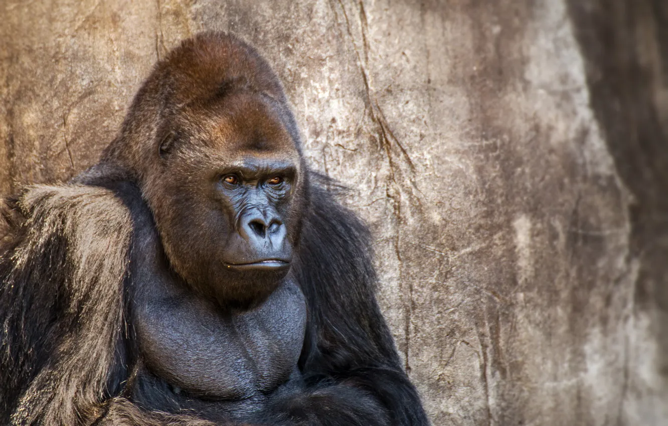 Фото обои горилла, зоопарк, New Orleans