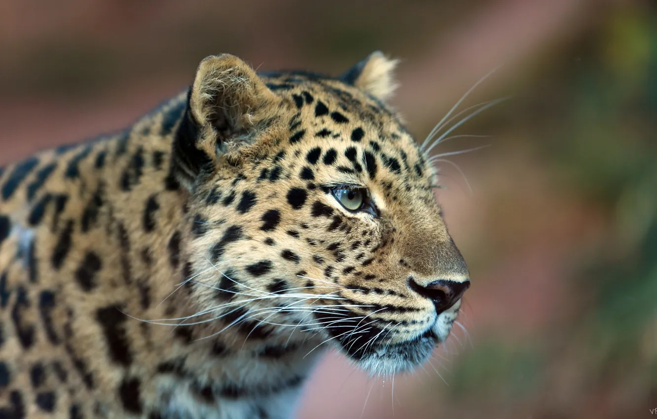 Фото обои взгляд, леопард, профиль, leopard, дальневосточный
