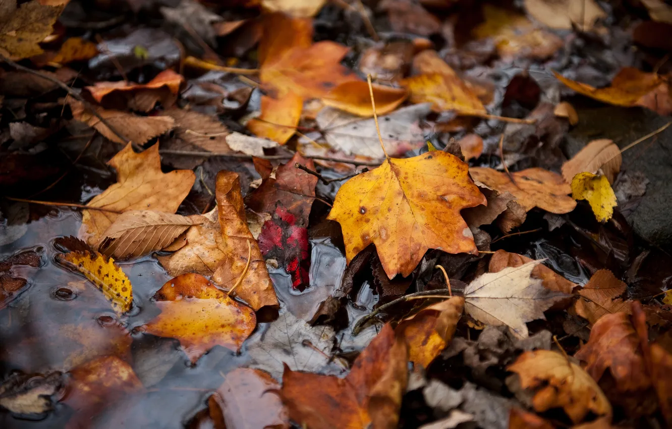 Фото обои осень, листья, вода, отражение, увядание