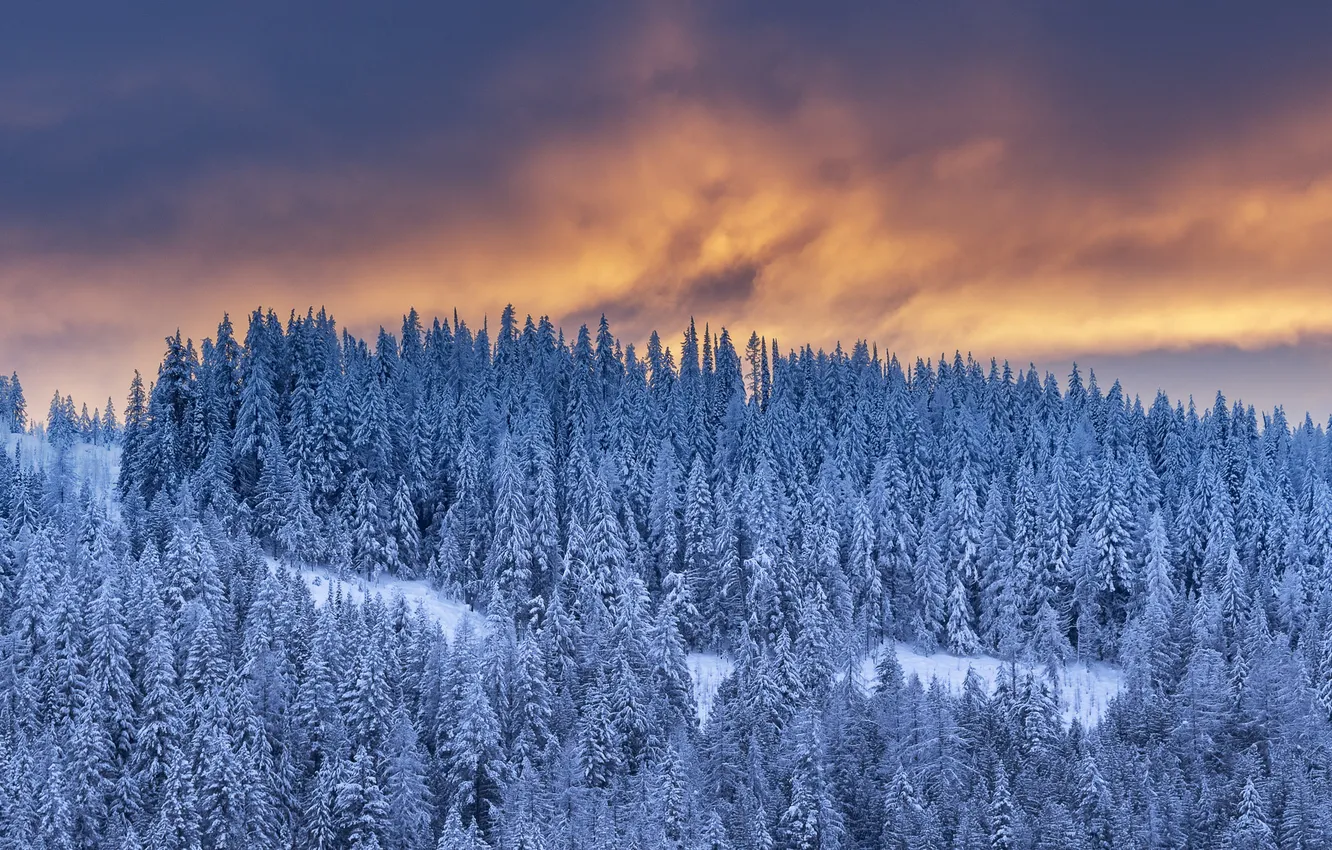 Фото обои зима, лес, закат