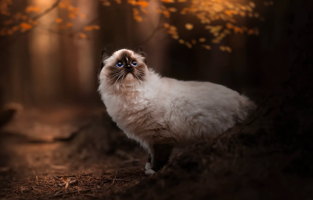 Фото обои кошка, кот, взгляд, природа, поза, мордашка, рэгдолл