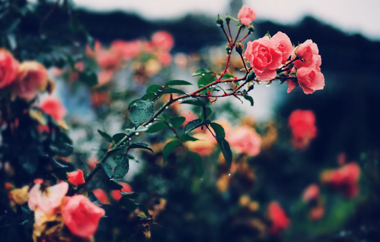 Фото обои цветы, куст, розы, лепестки