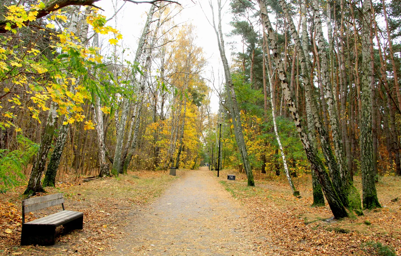 Фото обои forest, trees, park, autumn, alley, fall