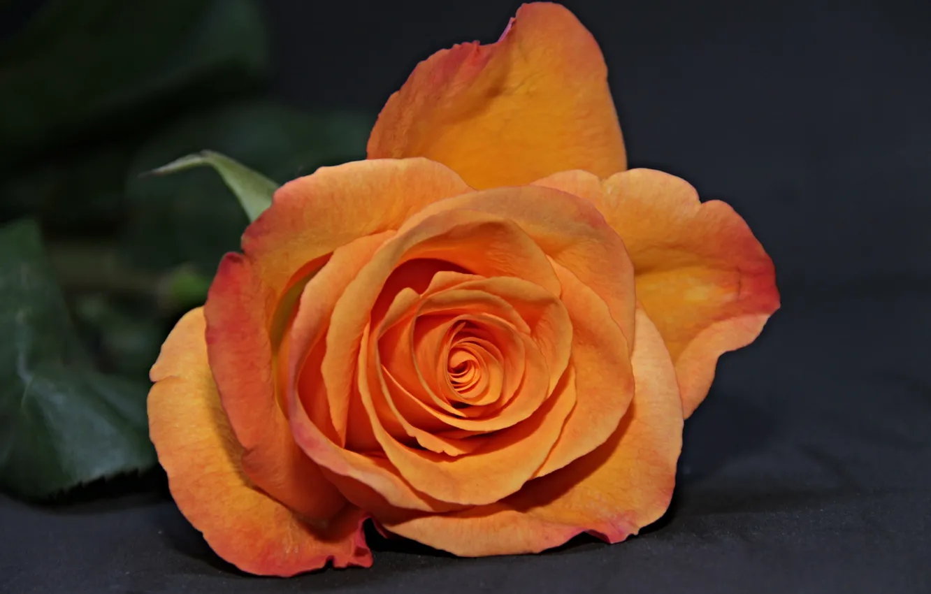Фото обои цветок, оранжевый, Роза, бутон