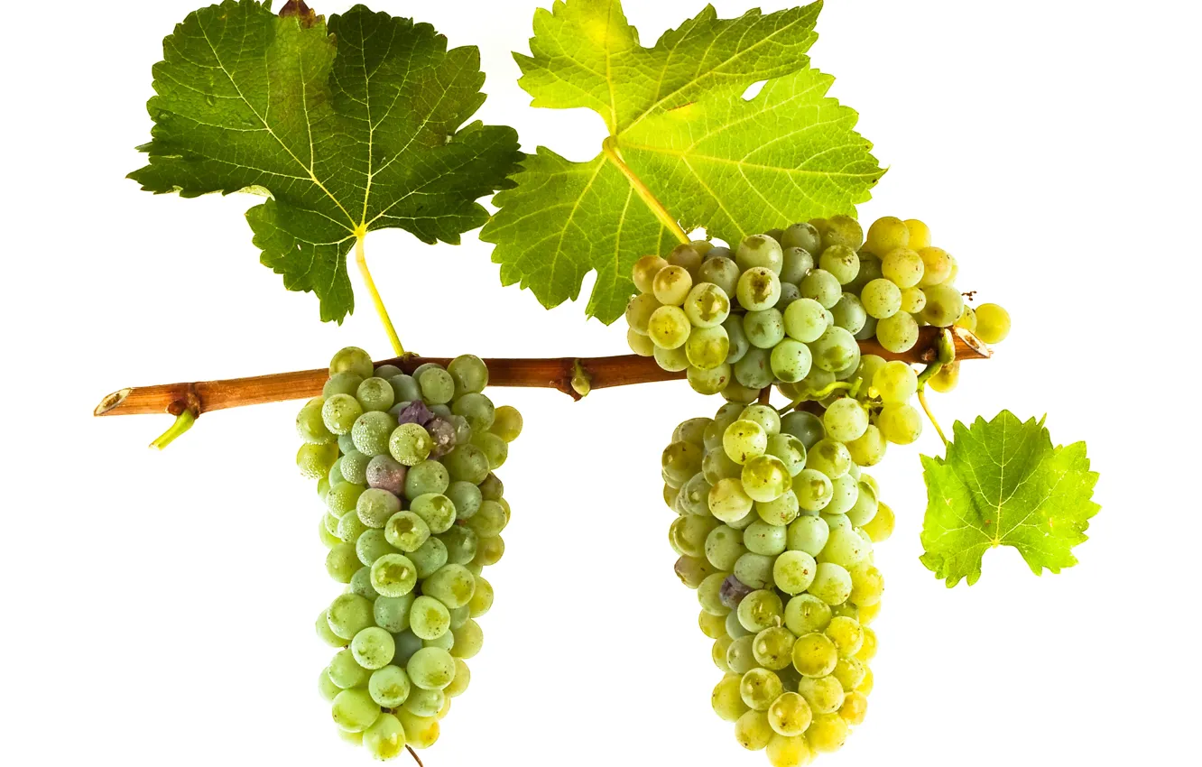 Фото обои wine, leaves, grapes, white wine, vitis vinifera, Sauvignon Blanc
