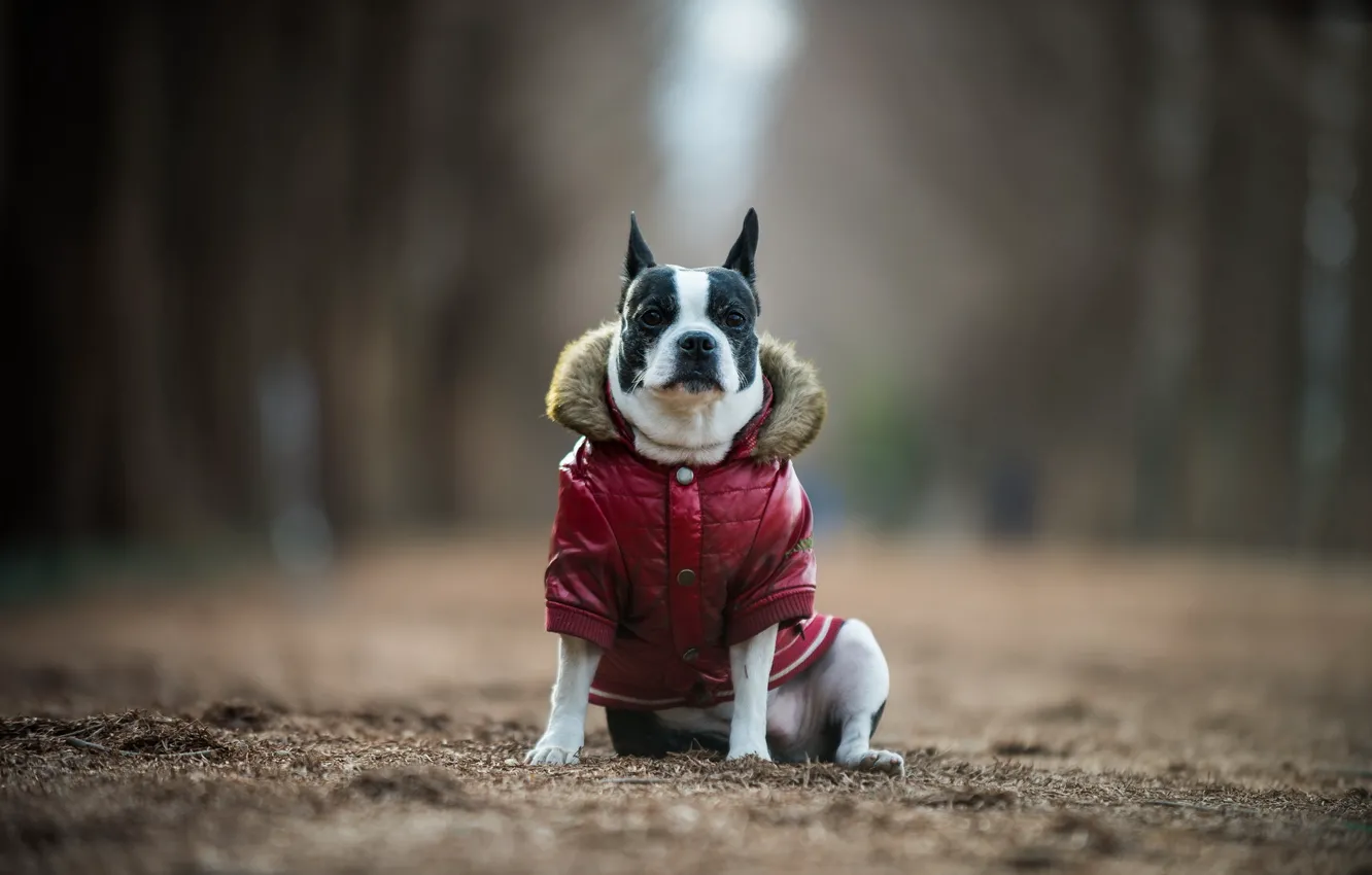 Фото обои взгляд, друг, собака, boston terrier