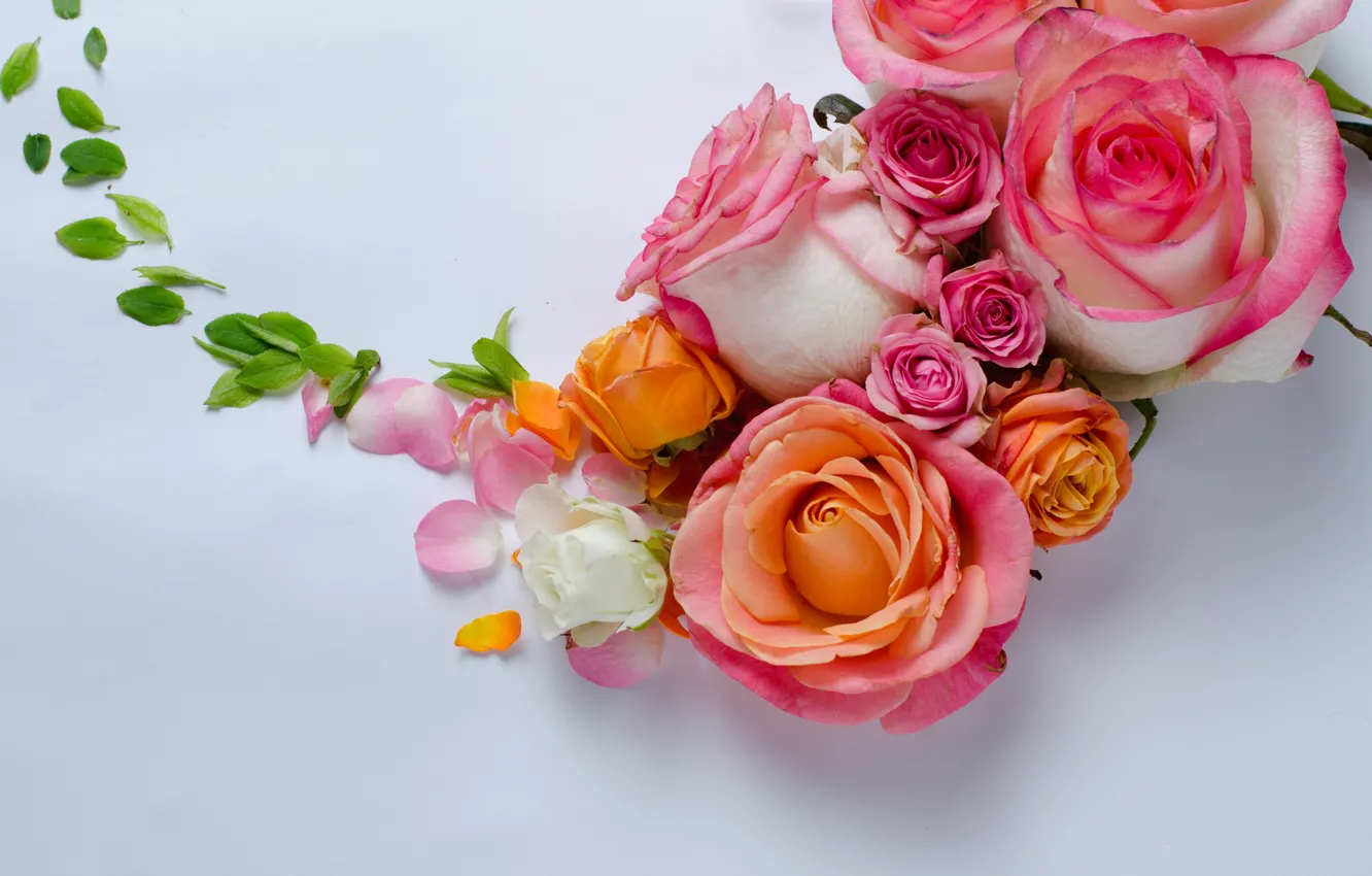 Фото обои цветы, розы, бутоны о