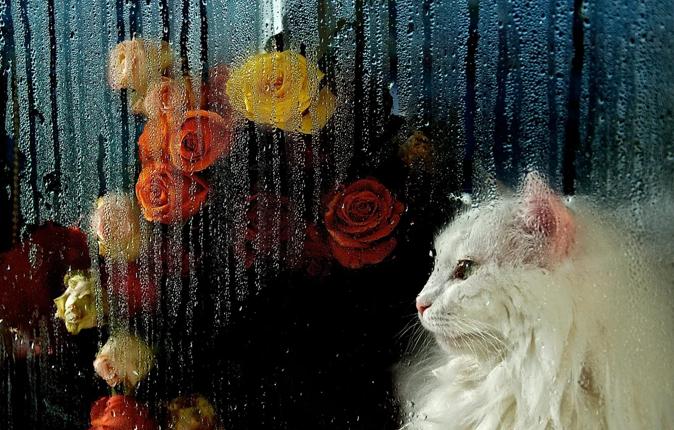 Фото обои кошка, белый, кот, взгляд, стекло, морда, капли, цветы