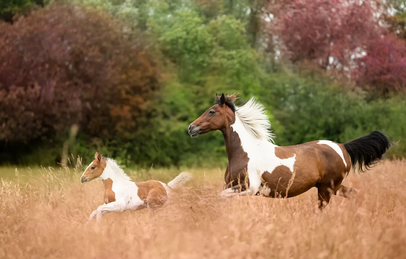 Фото обои поле, лошадь, кони, лошади, бег, пара, мать, жеребенок