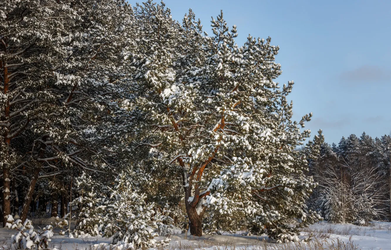 Фото обои зима, снег, деревья, природа, Сергей Сергеев