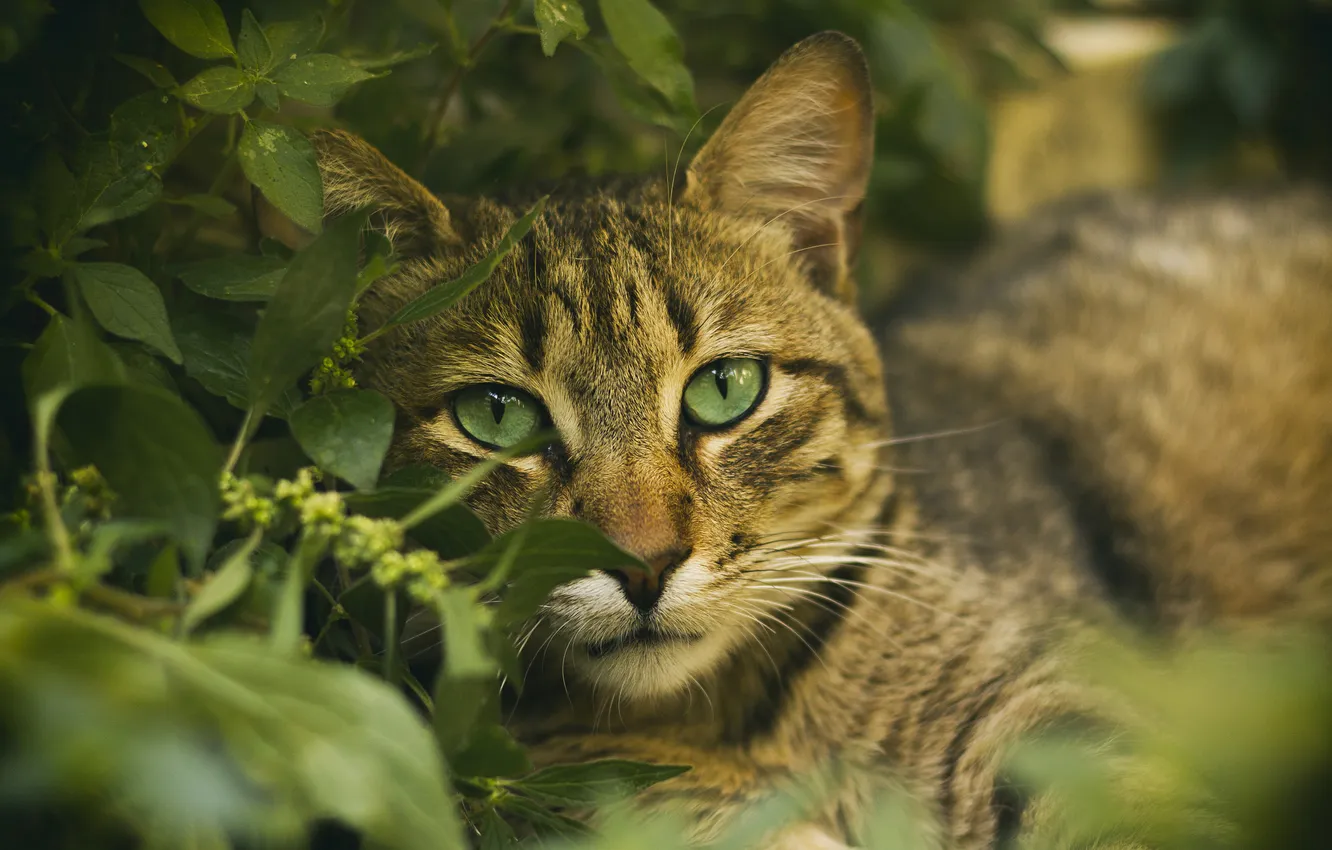 Фото обои трава, глаза, кот, усы, котэ