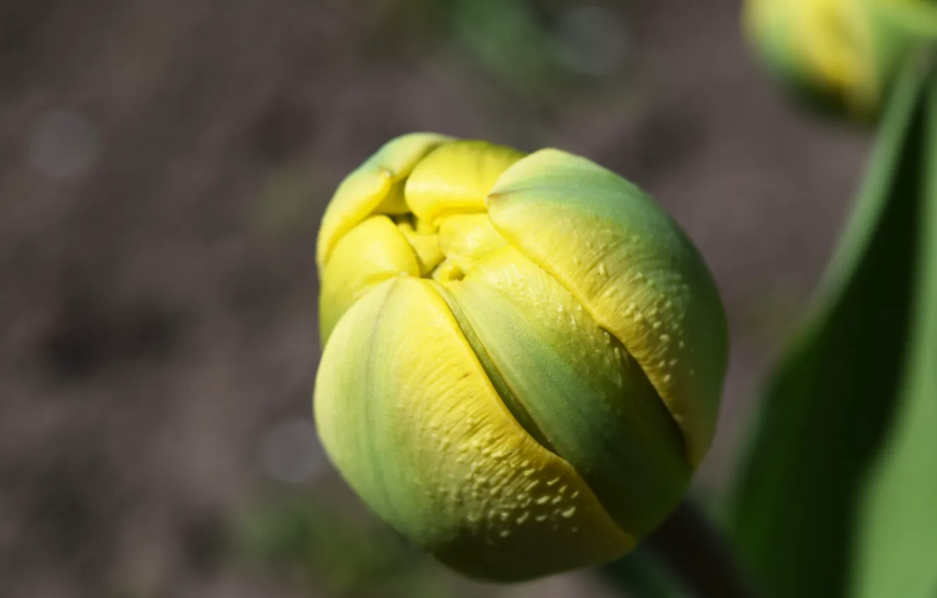 Фото обои макро, желтый, весна, широкоформатные, бутон. цветок
