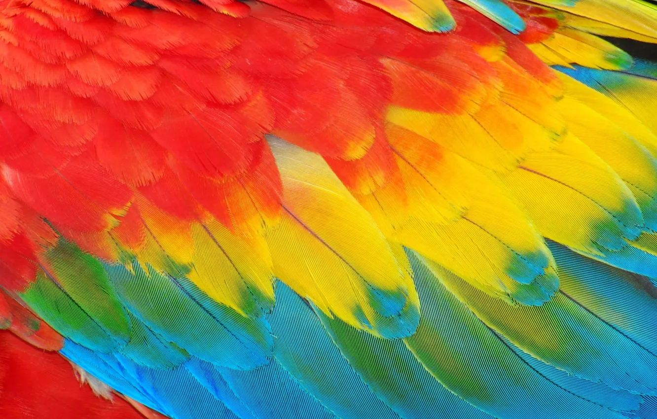 Фото обои перо, перья, Background, feather, card