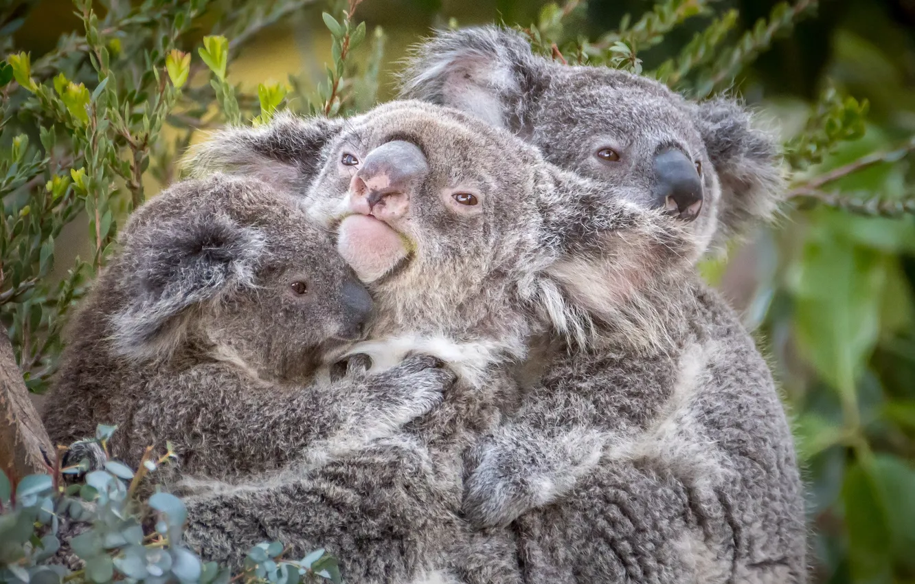 Фото обои трио, коала, милые