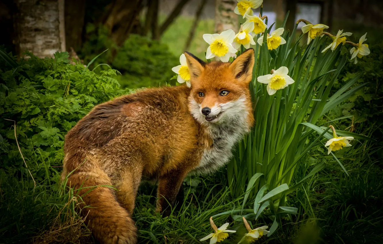 Фото обои зелень, трава, взгляд, морда, цветы, желтый, природа, поза