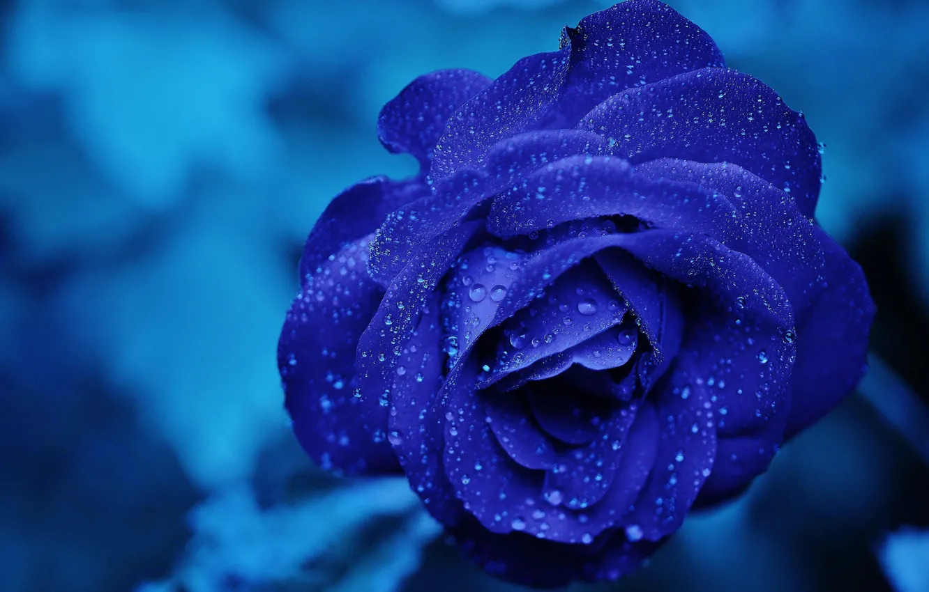 Фото обои цветок, вода, капли, макро, синий, роза