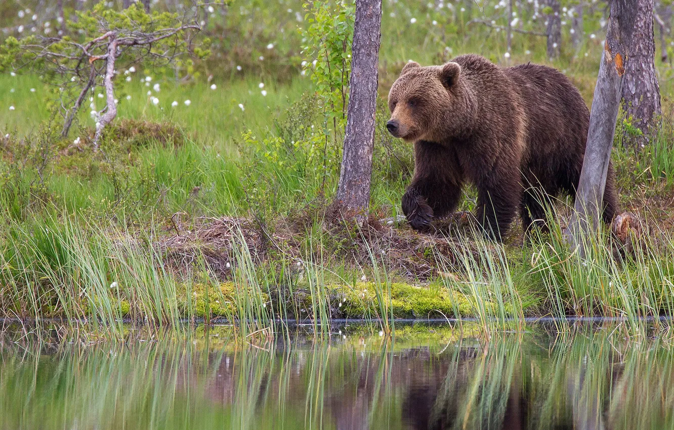 Фото обои лес, взгляд, природа, поза, медведь, мишка, бурый
