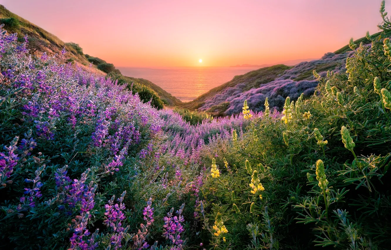 Фото обои море, небо, трава, солнце, цветы, побережье, горизонт, Сан-Франциско