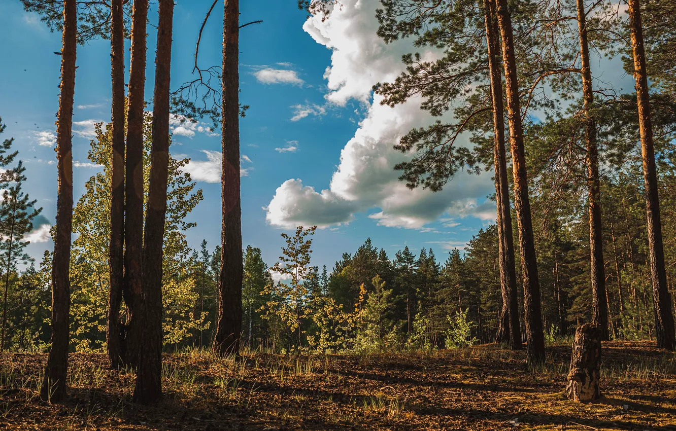 Фото обои лес, небо, солнце, деревья, природа, Васильев Владимир