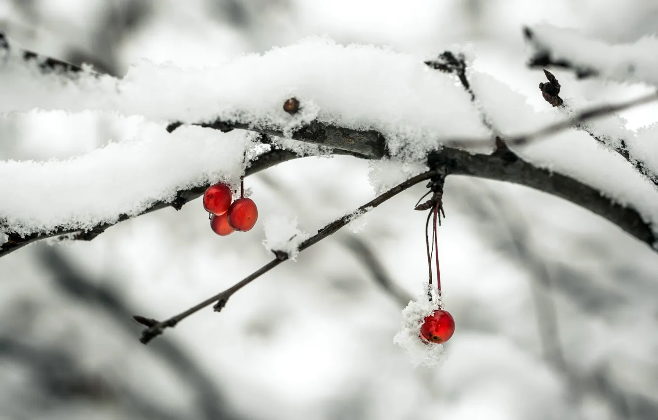 Фото обои снег, яблоки, ветка