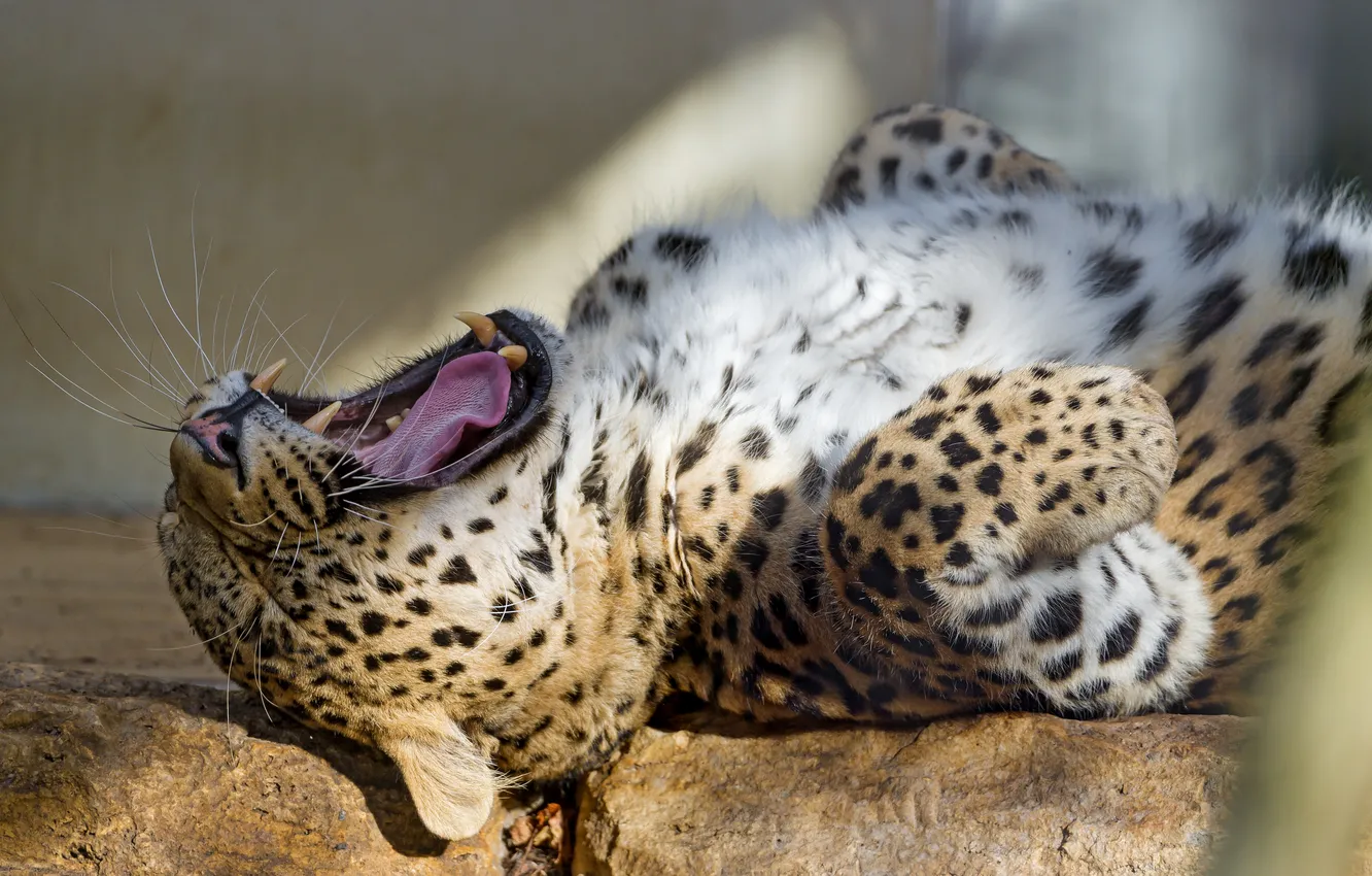 Фото обои кошка, пасть, леопард, клыки, зевает, персидский, ©Tambako The Jaguar