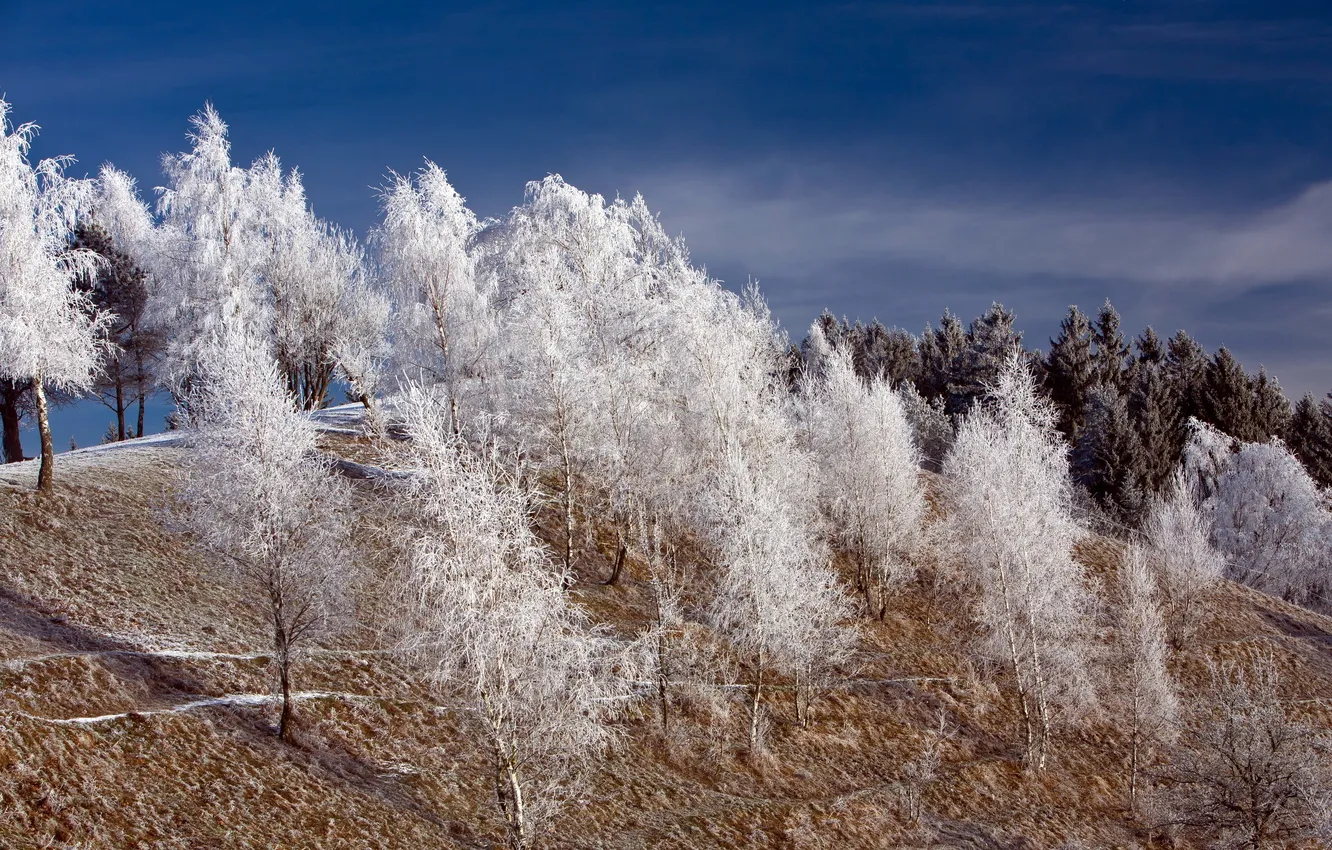 Фото обои зима, иней, деревья, пейзаж