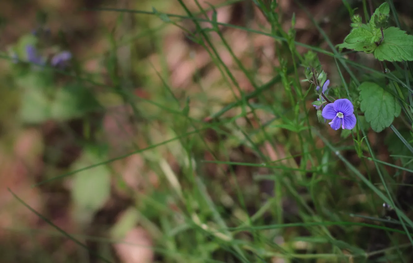 Фото обои цветок, фиолетовый, трава, grass, flower, purple, nettles, крапива