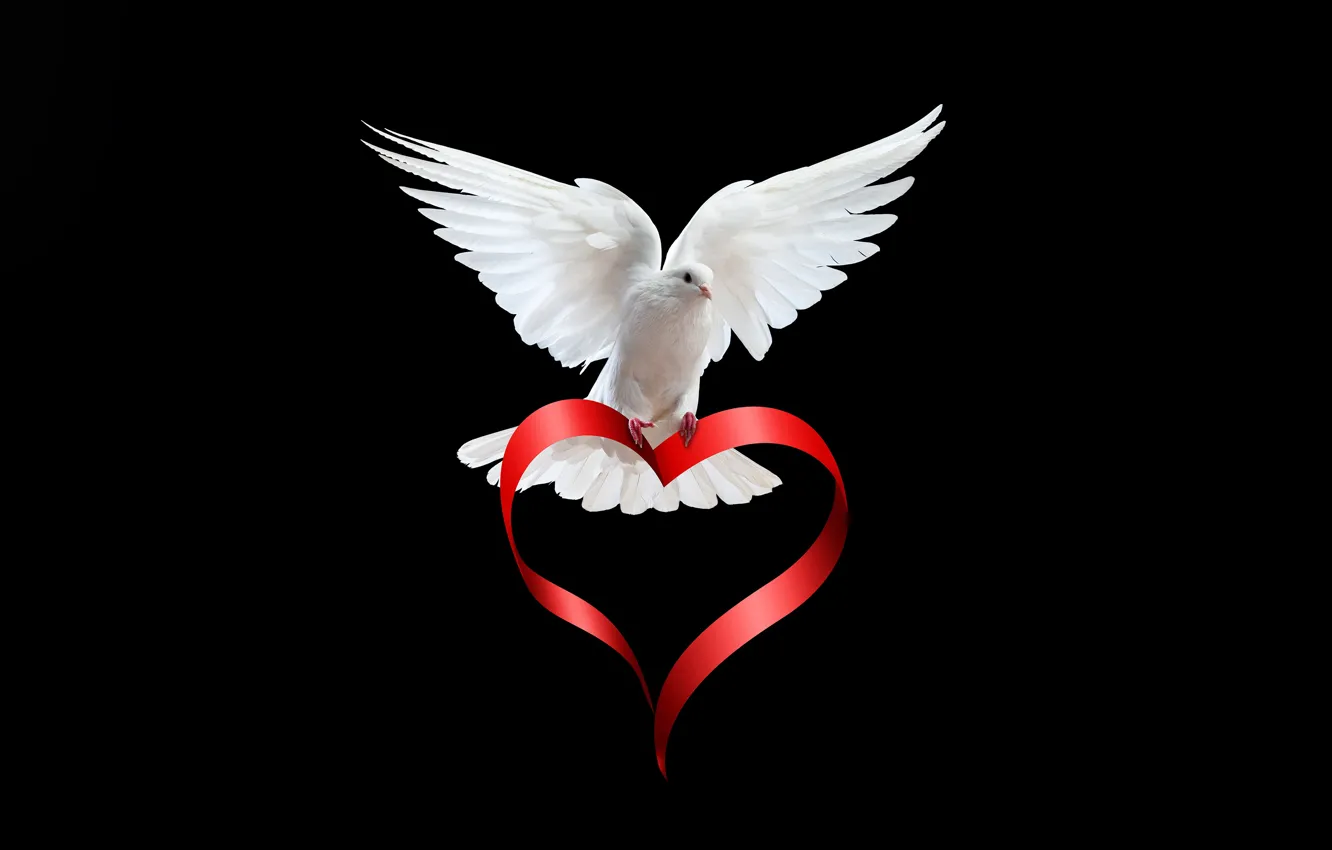 Фото обои белый, птица, сердце, голубь, крылья, перья, лента, черный фон