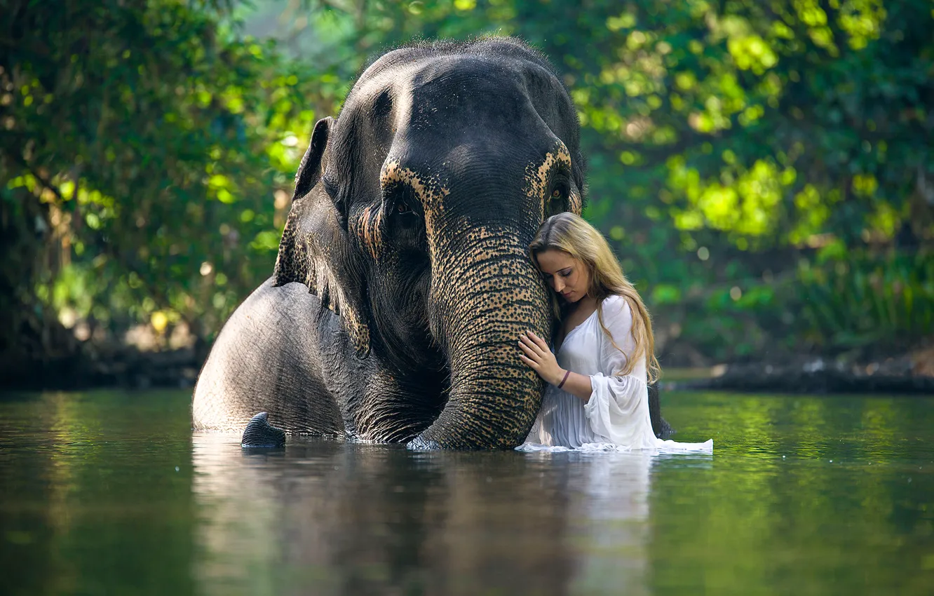 Фото обои девушка, слон, в воде
