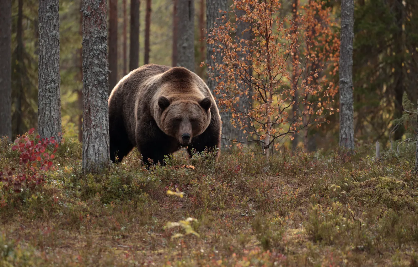 Фото обои осень, лес, деревья, медведь, топтыгин