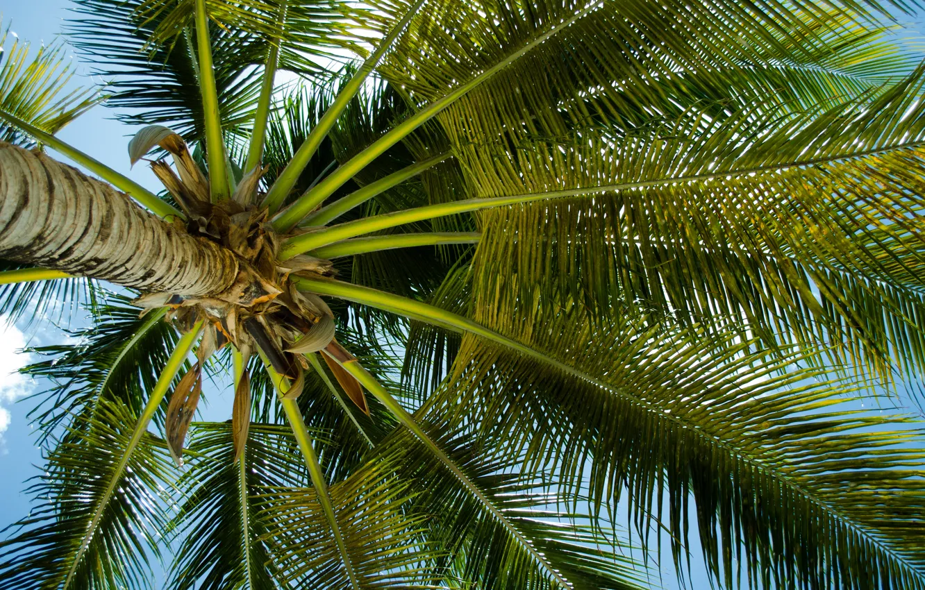 Фото обои небо, листья, пальма