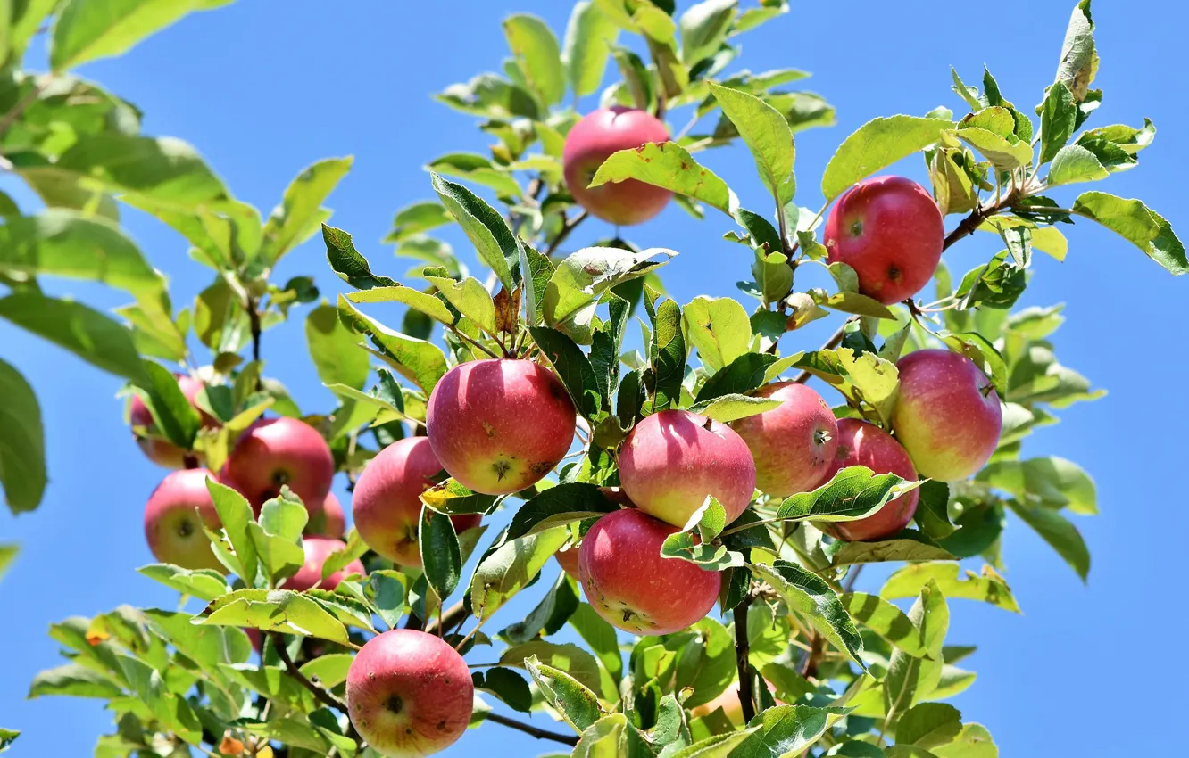 Фото обои ветки, дерево, яблоки, Природа, плоды