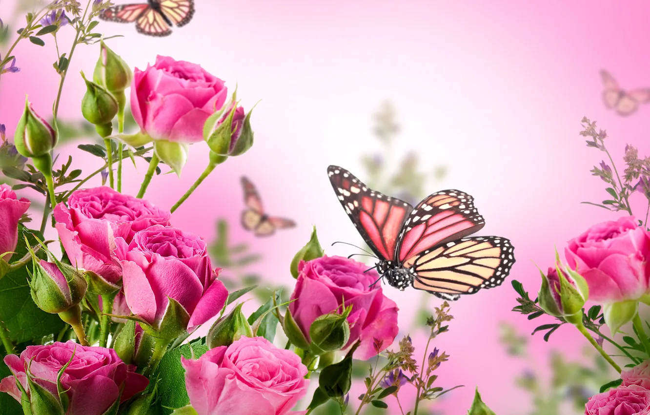 Фото обои бабочки, цветы, розы, цветение, pink, blossom, flowers, beautiful