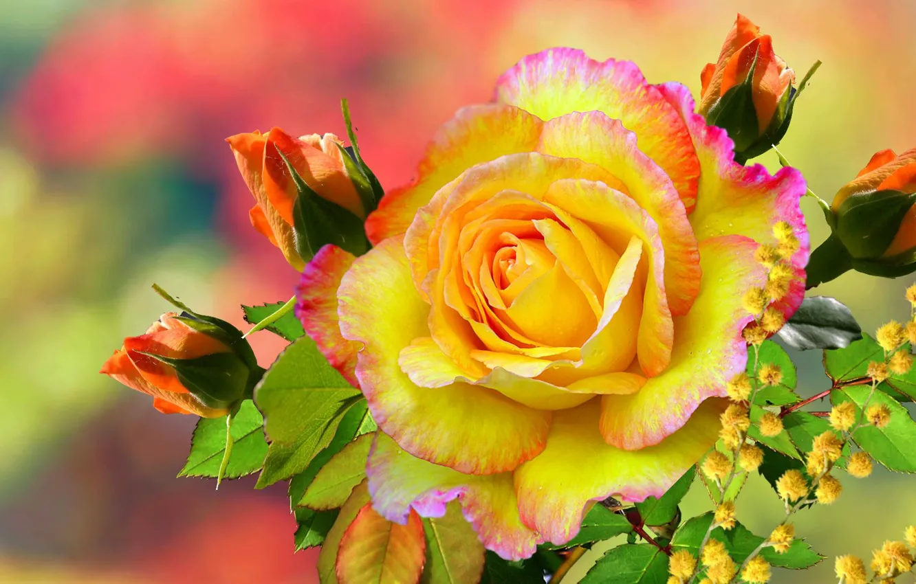 Фото обои ягоды, Роза, жёлтая, золотая