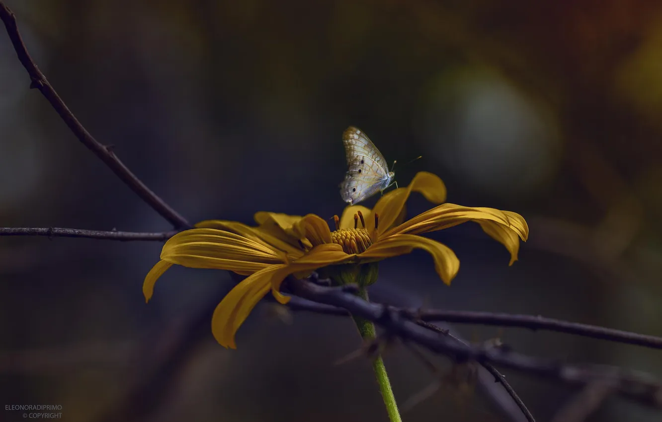 Фото обои цветок, макро, желтый, бабочка, насекомое