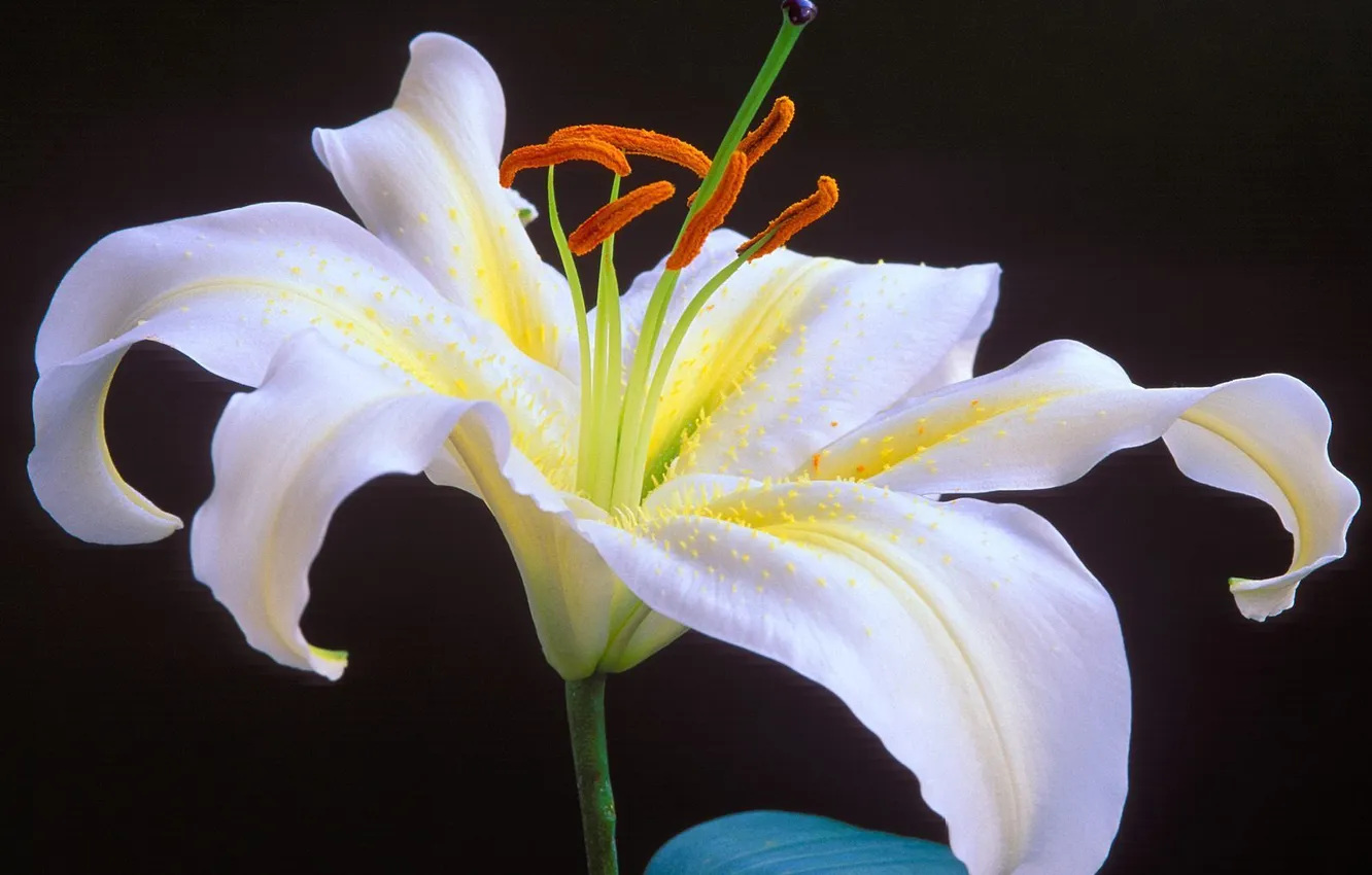 Фото обои белый, цветок, черный фон, Oriental Lily