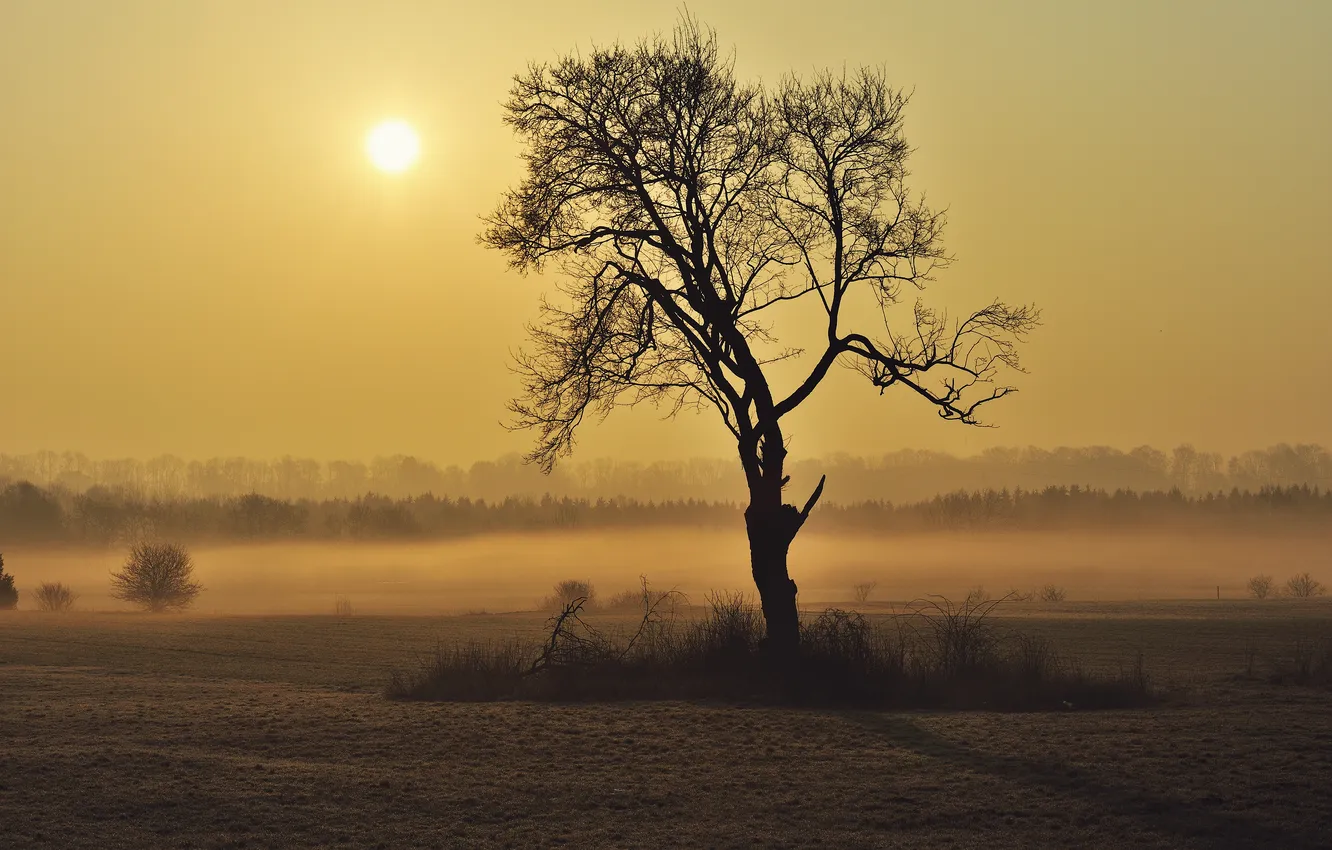 Фото обои солнце, туман, горизонт, sunshine, frog, tree, sun, fog