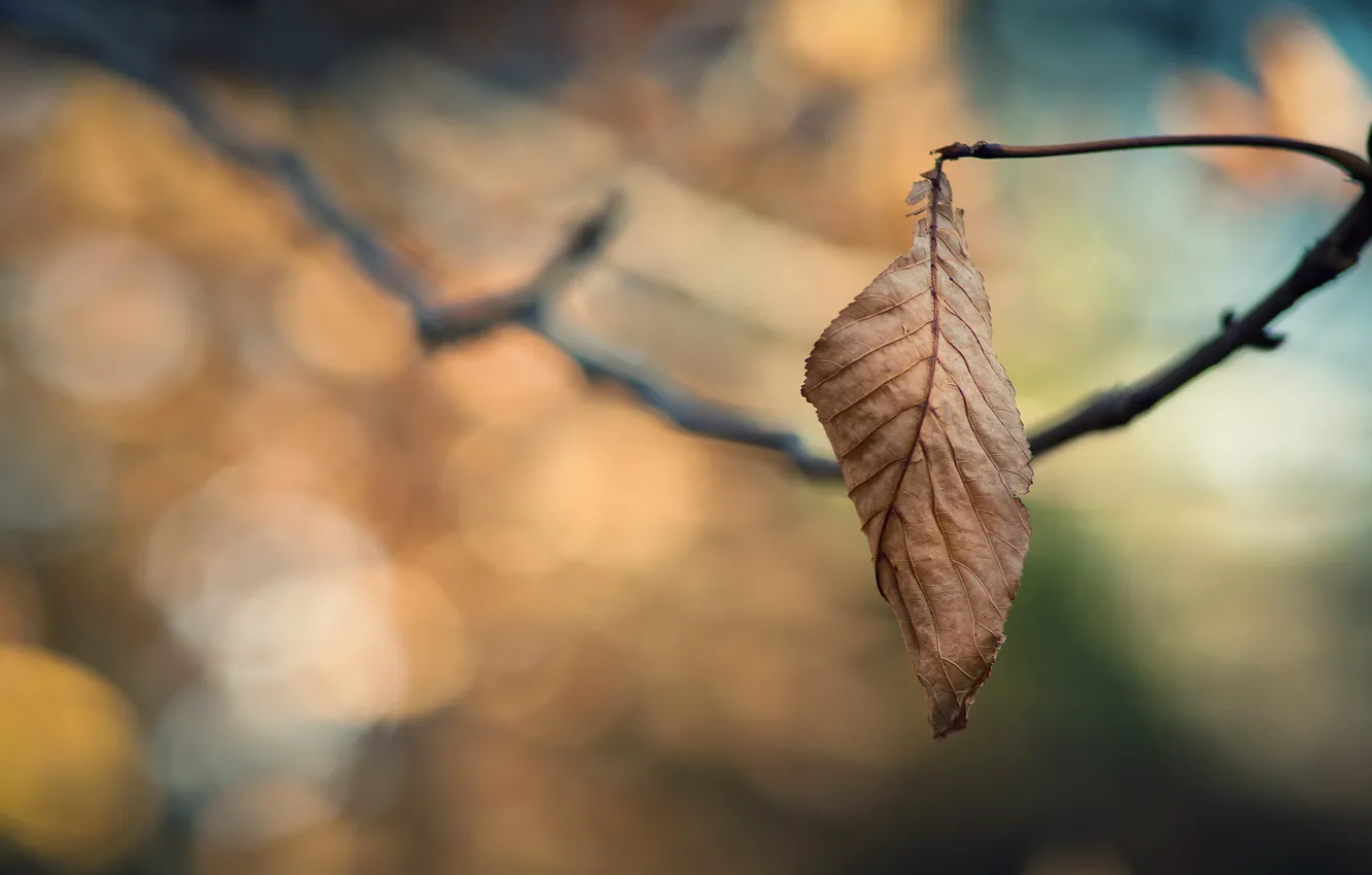 Фото обои холод, грусть, осень, листья, ветки, одиночество, дерево, ветви