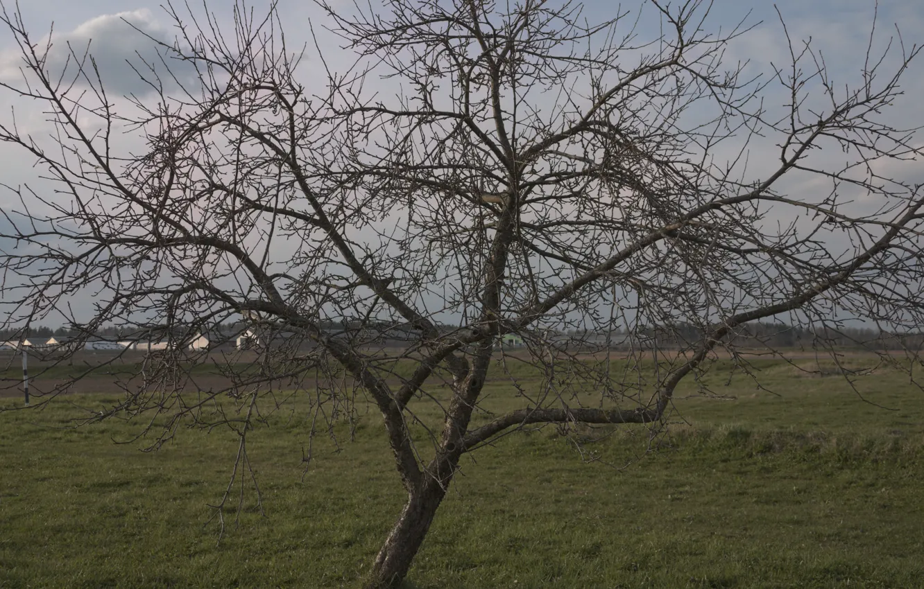 Фото обои трава, дерево, яблоня