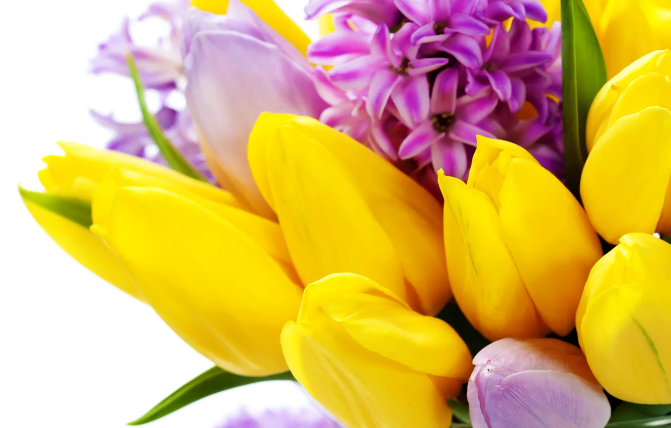 Фото обои цветы, весна, желтые, тюльпаны, 8 марта, flowers, tulips, spring