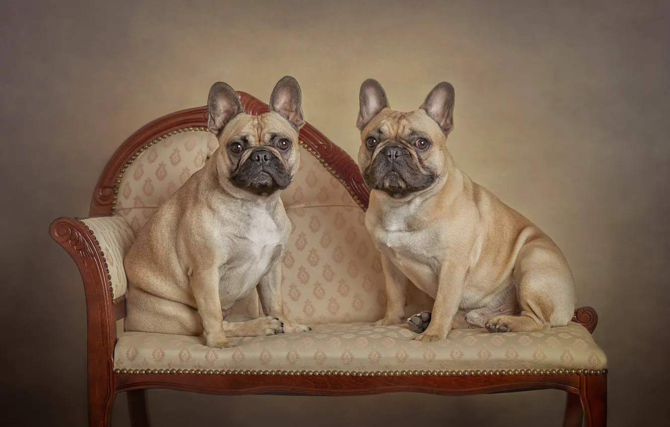 Фото обои парочка, две собаки, семейный портрет, Французский бульдог