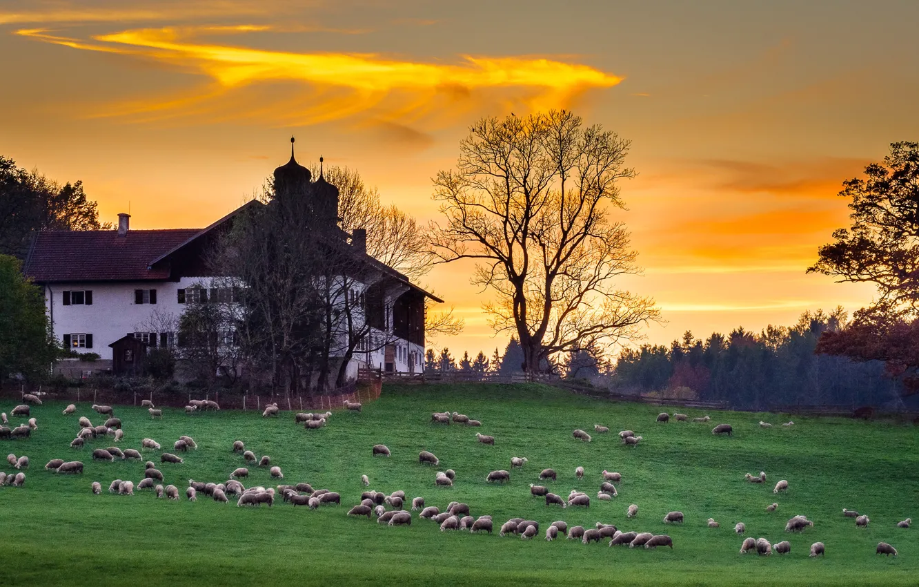 Фото обои животные, пейзаж, природа, дом, овцы, вечер, Германия, Бавария
